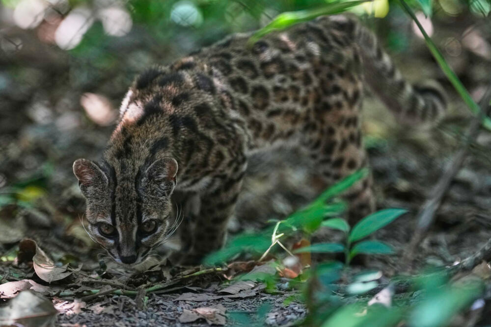 A small spotted wild cat walking through leaf litter in a forest.
